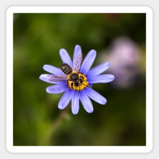 Aster & Hoverfly Sticker